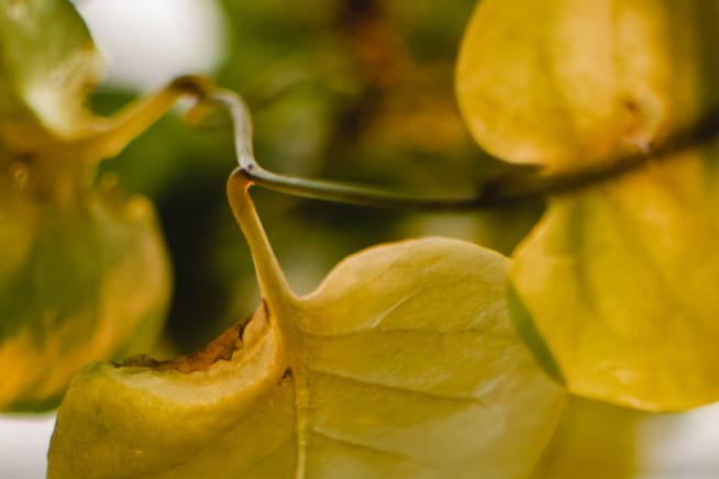 Close-up of yellow leaves on a stem.